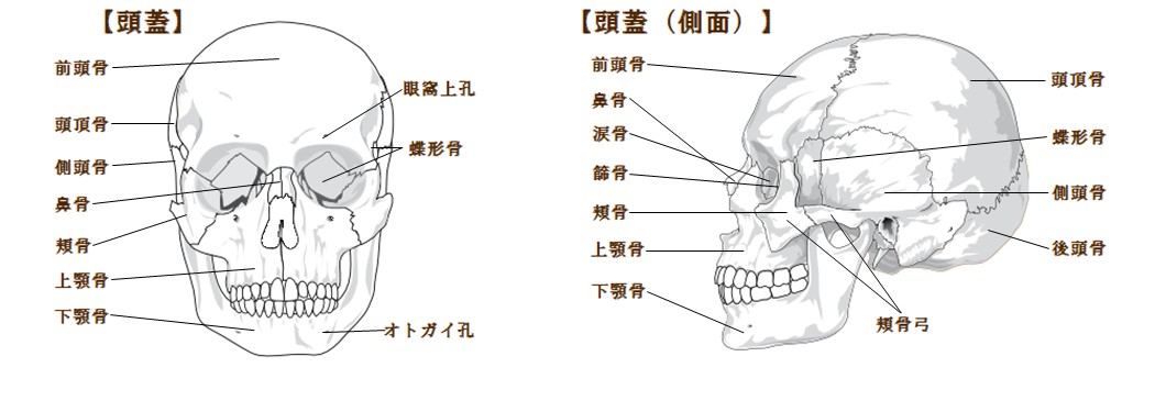頭蓋骨　図